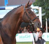 Sergeant Pepper - beim CSI Redefin gerade aus dem Sport verabschiedet - ist Vater der Siegerstute SEEROSE bei der Stutbuchaufnahme in Redefin. Foto: Wego Sergeant Pepper - beim CSI Redefin gerade aus dem Sport verabschiedet - ist Vater der Siegerstute SEEROSE bei der Stutbuchaufnahme in Redefin. Foto: Wego